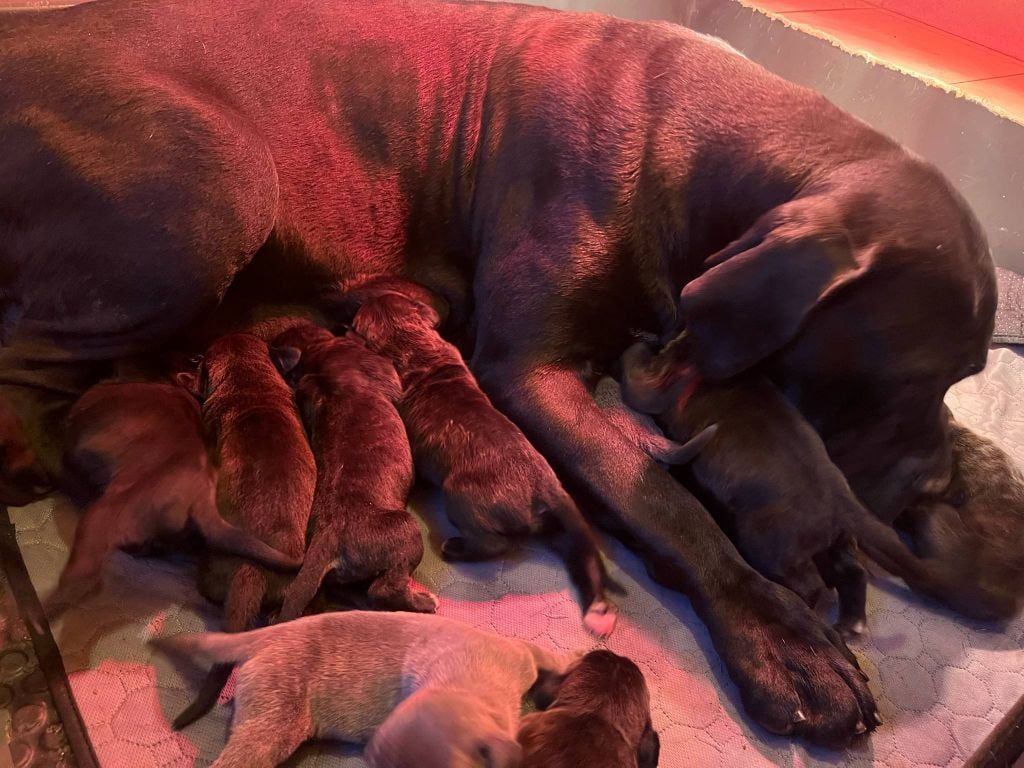 Femelle cane corso avec ses petits