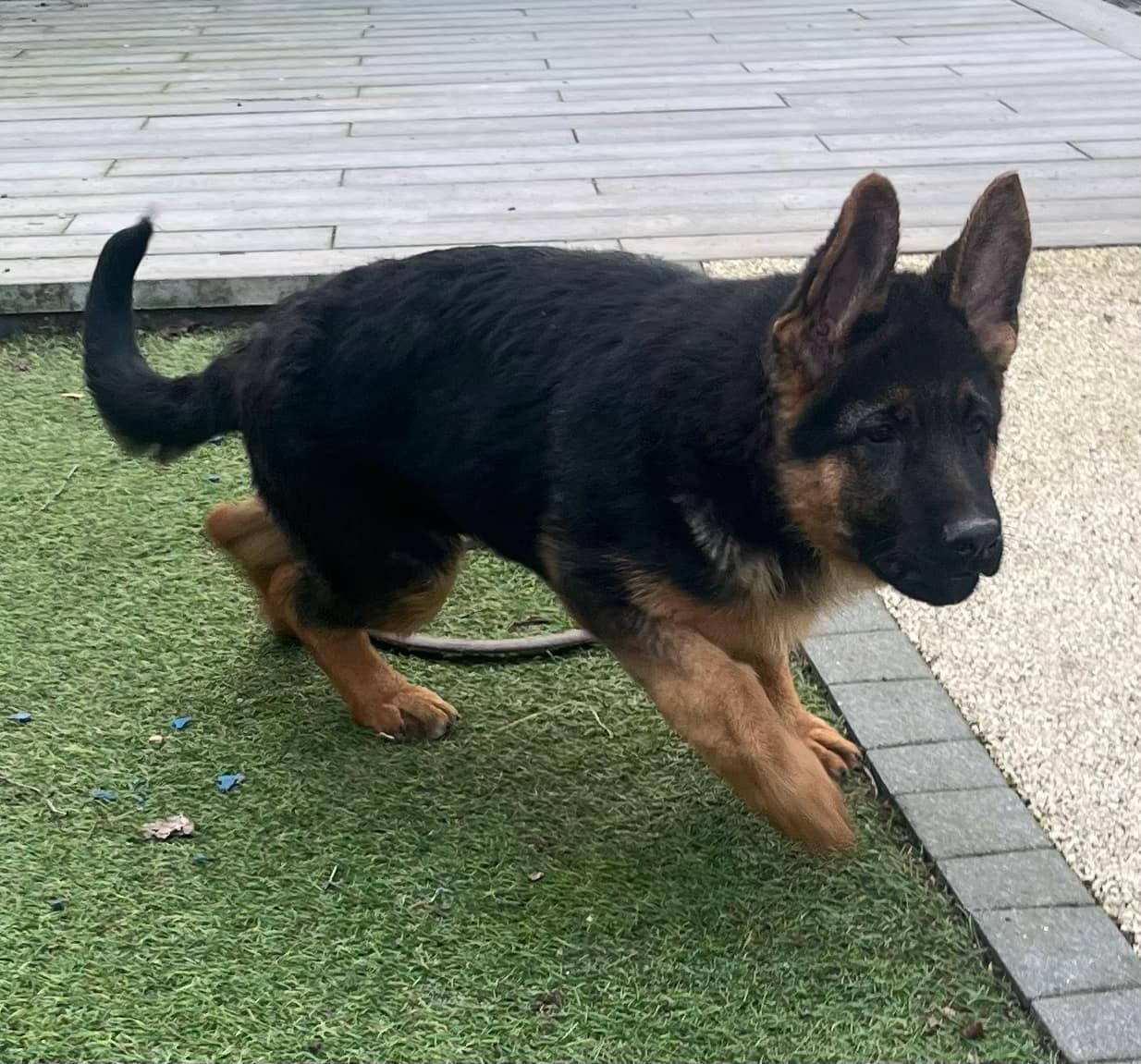 Chiot berger allemand les pattes marron et le dos noir