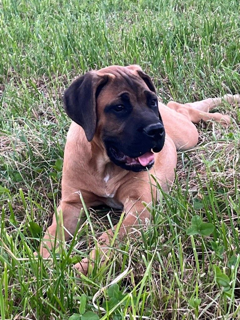 Jeune cane corso marron de la portée