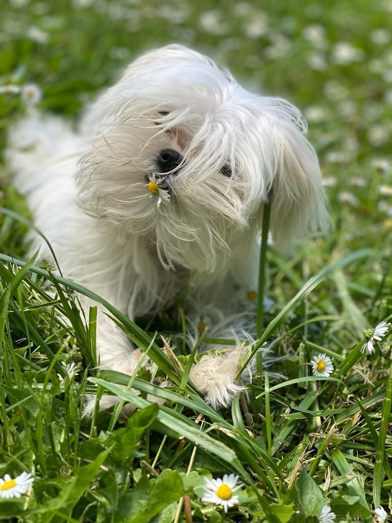 Jeune bichon maltais jouant avec une pâquerette