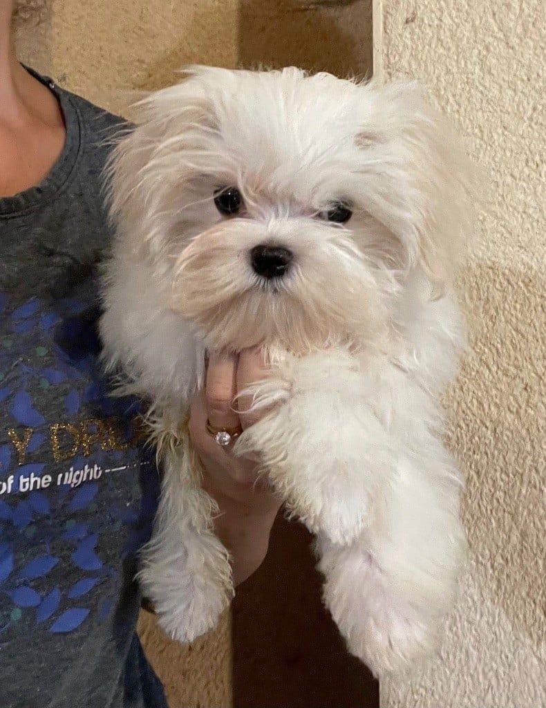Bébé Bichon maltais blanc