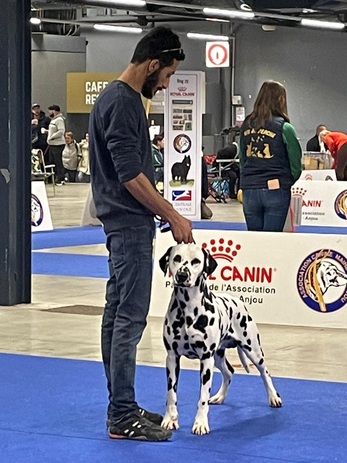 Éleveur du domaine avec un dalmatien en concours