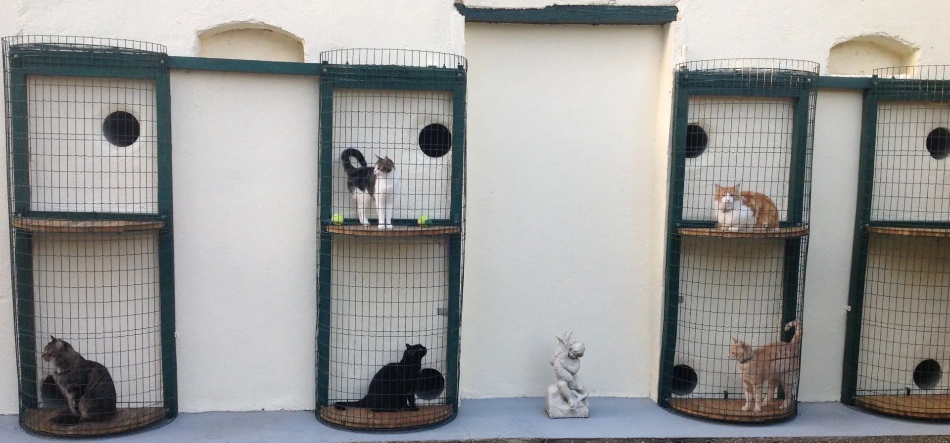 Petit espace extérieur prévu pour la pension des chats