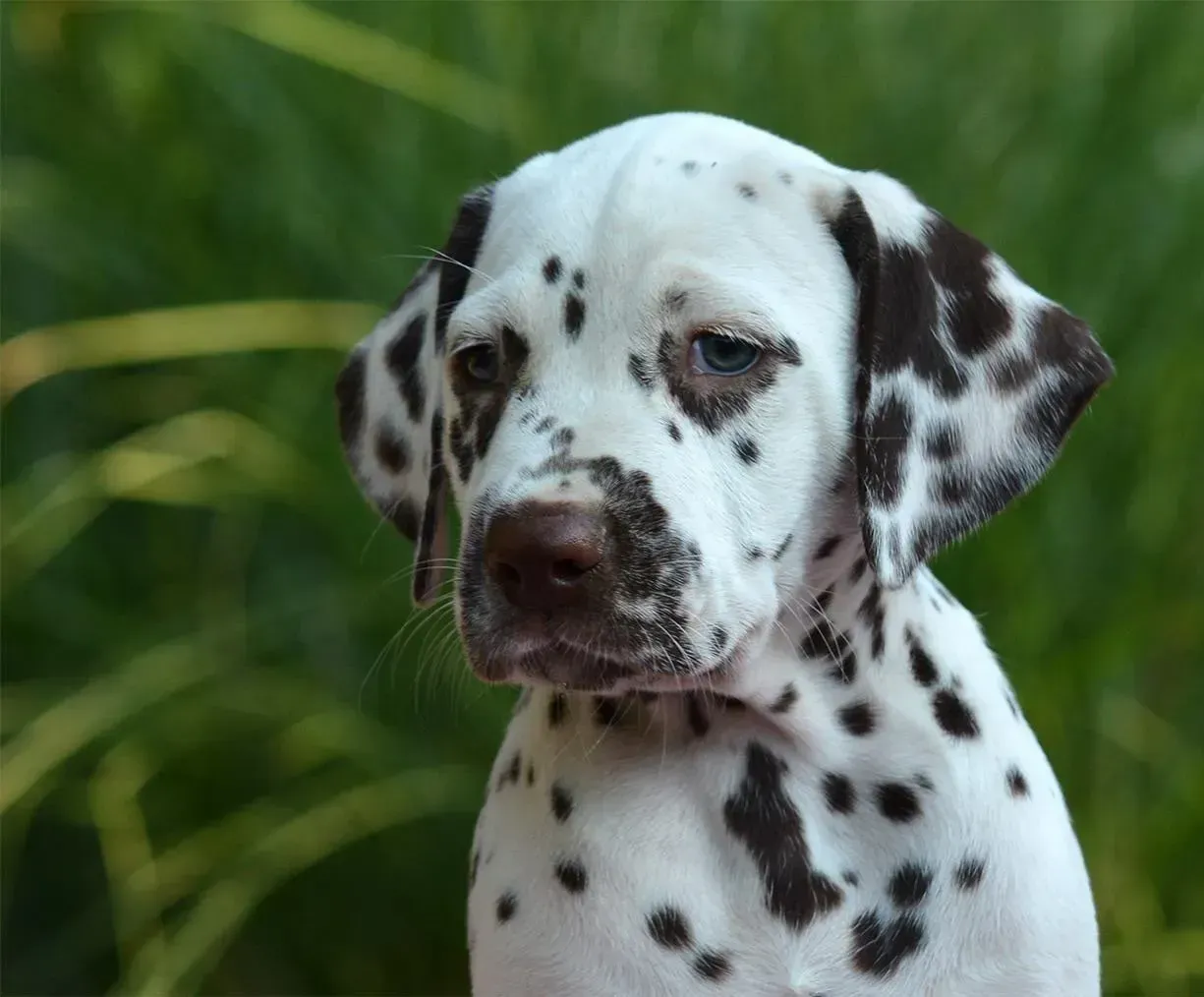 Jeune dalmatien