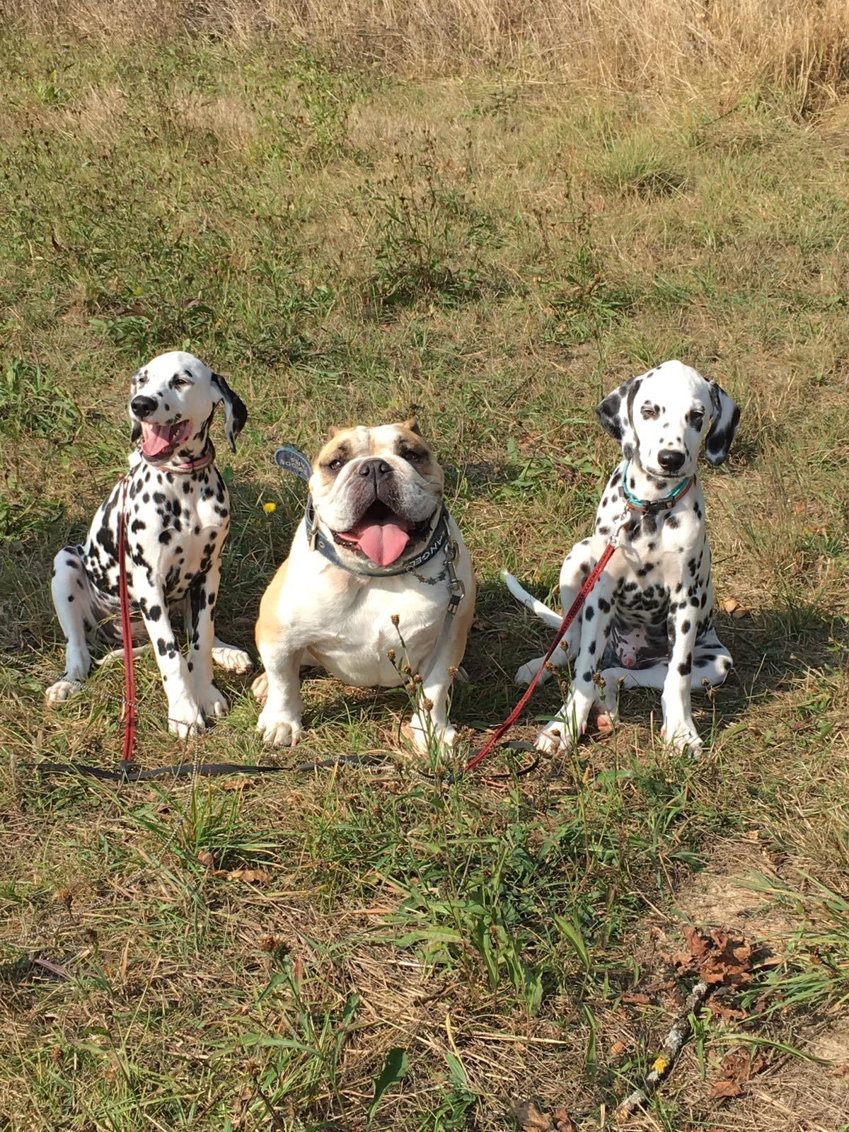 Trois chiens assis dans un terrain