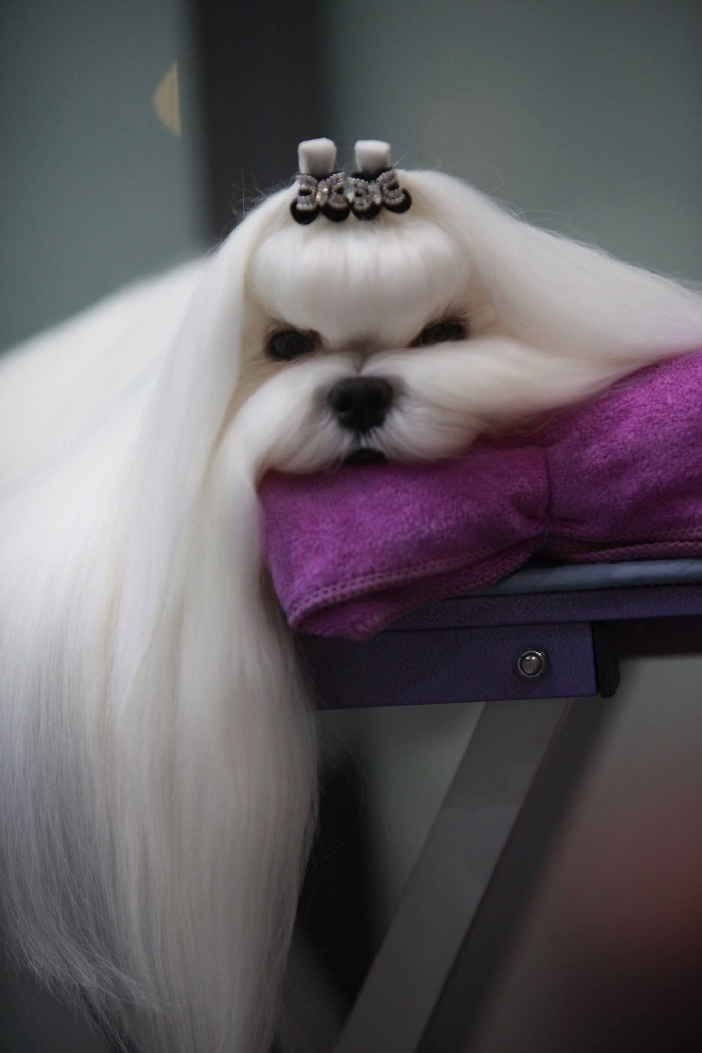 Bichon maltais aux longs poils blanc soyeux