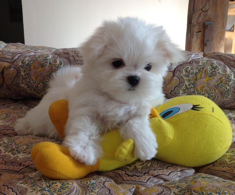 Bichon maltais allongé sur une peluche Titi