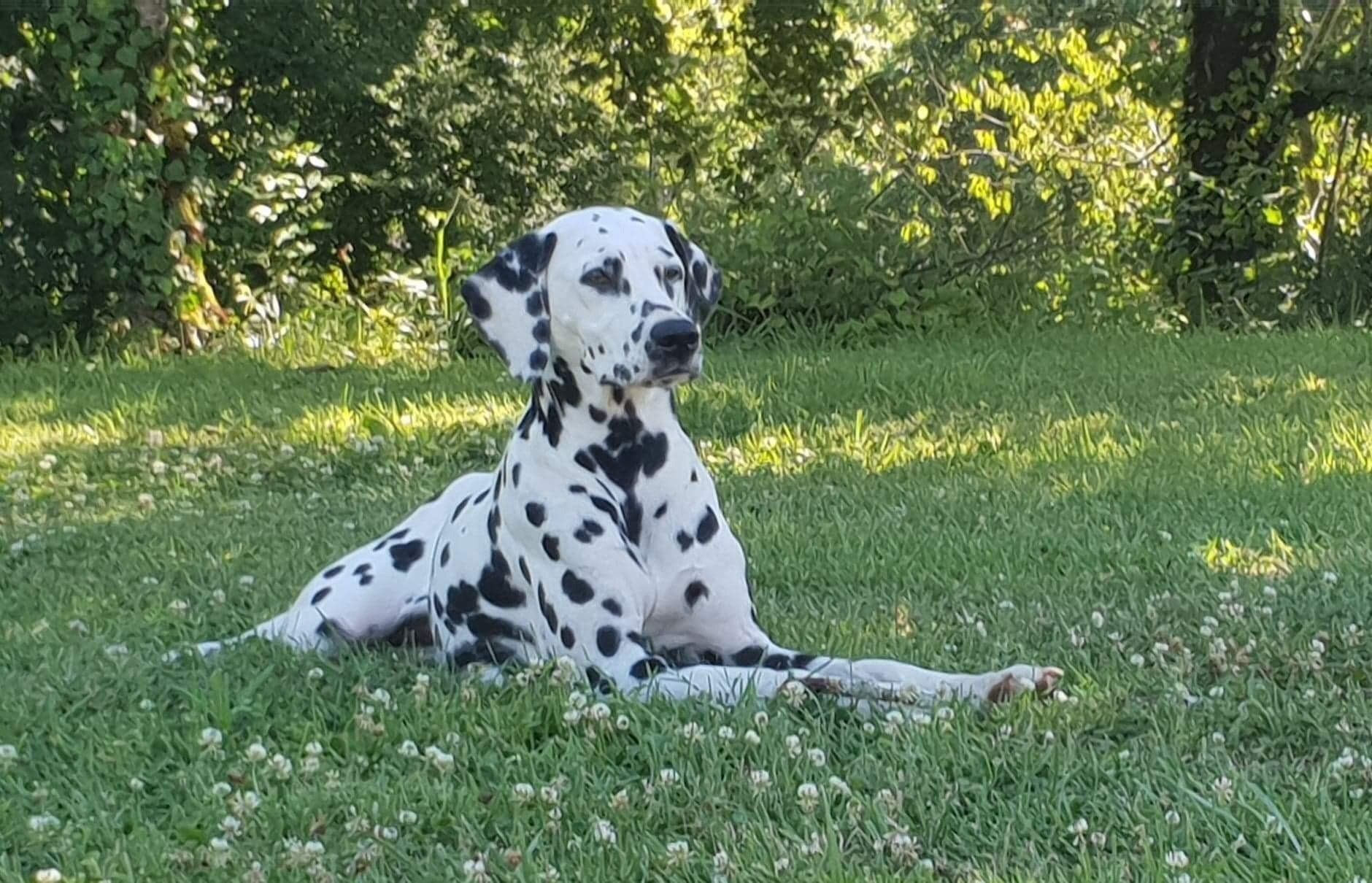 Dalmatien couché dans un jardin