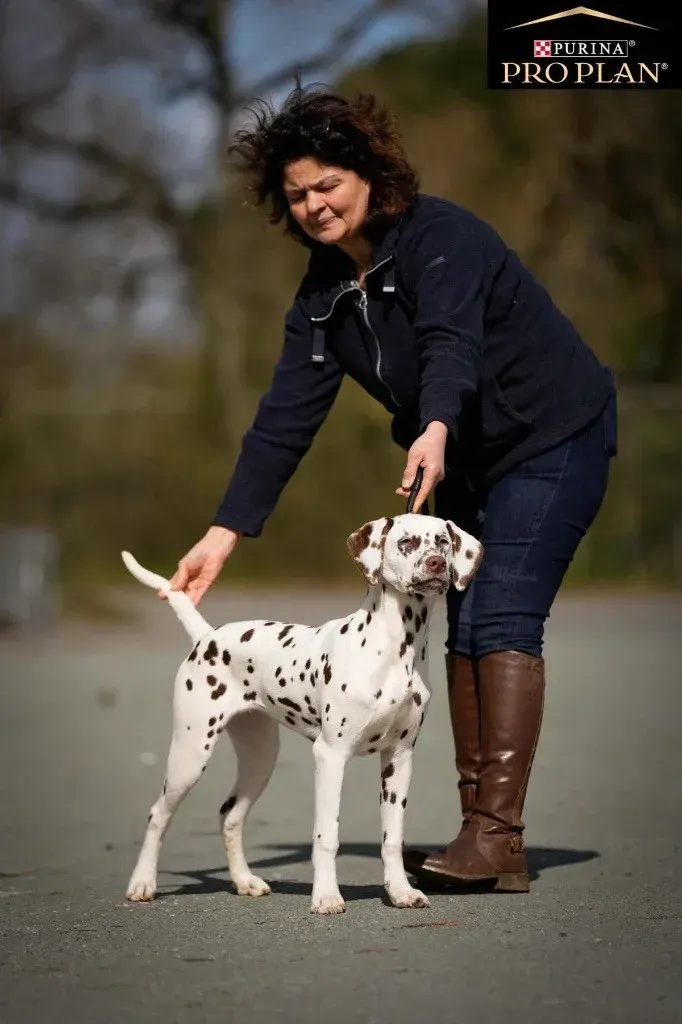 Dresseuse avec chienne dalmatien