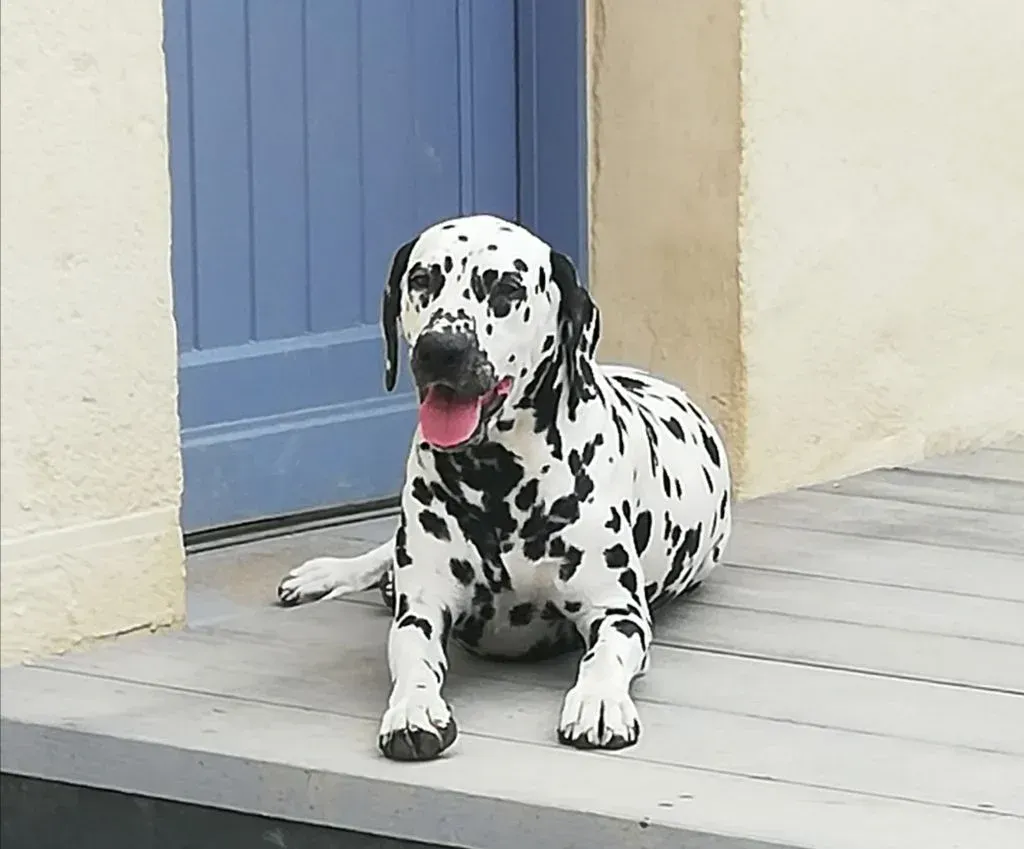 Dalmatien couché devant une porte