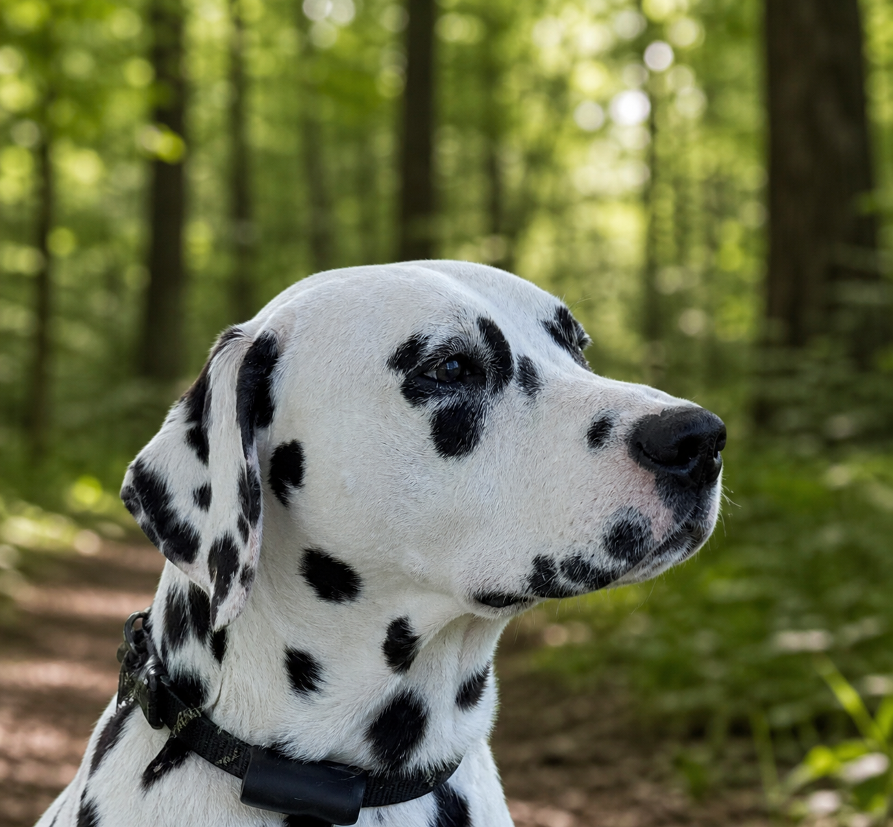 Chien dalmatien dans une forêt
