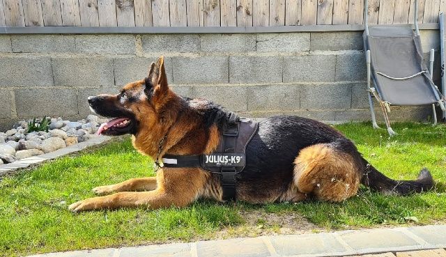 Berger allemand couché dans l'herbe