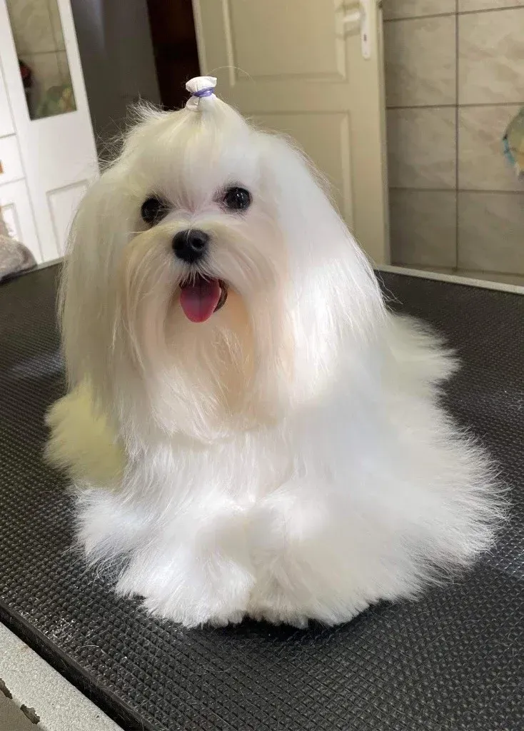 Valma's Signature Thiphaine Twinkle