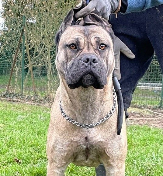 Cane corso nommée Ulby