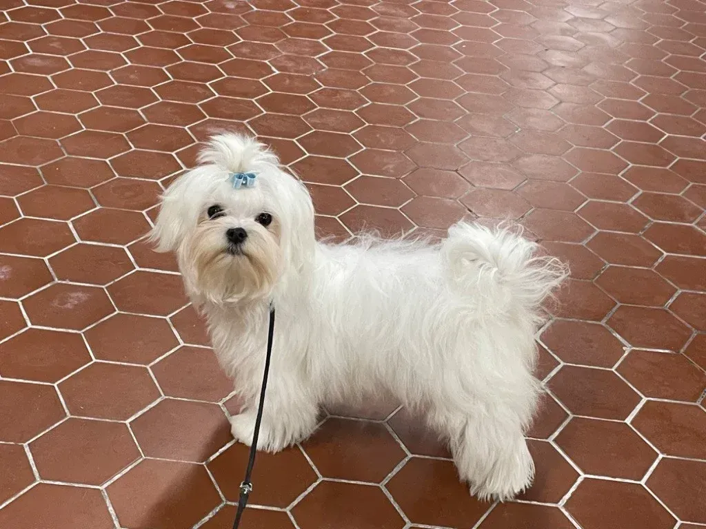 Saphir Valma's Signature