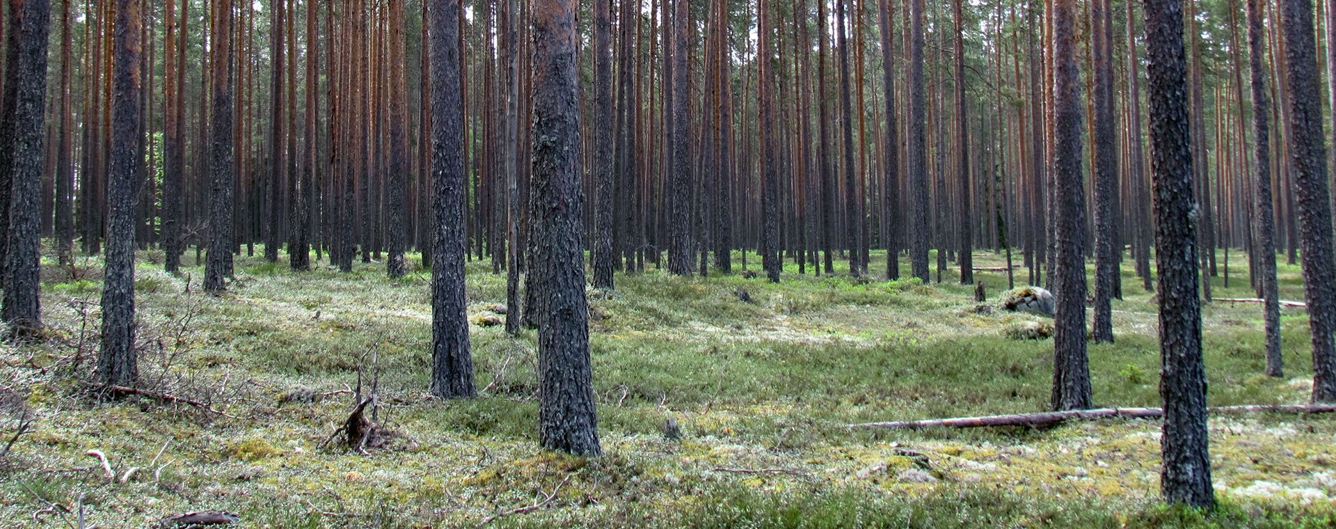 epmmetsa.fi
