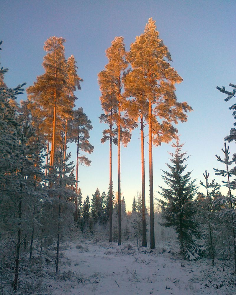 epmmetsa.fi