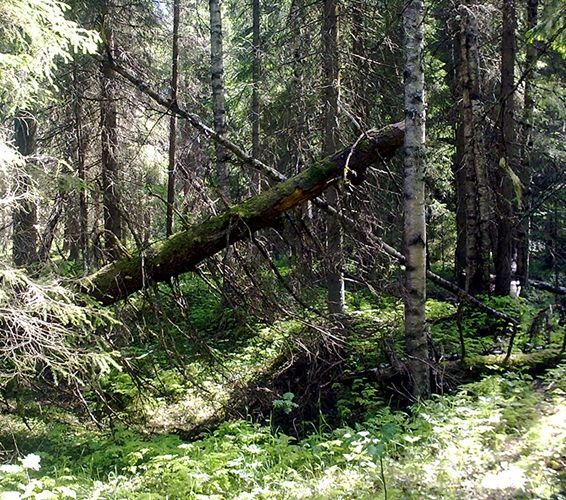 epmmetsa.fi