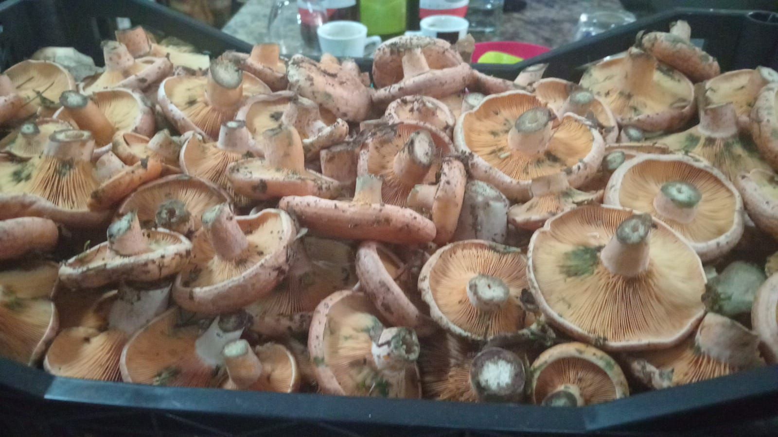 Una caja de plástico llena de setas Lactarius deliciosus de color naranja recién cosechadas.