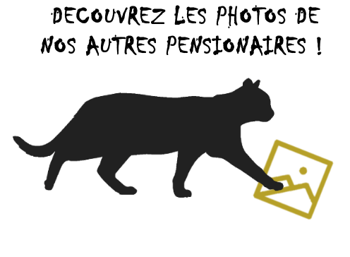 Galerie chat