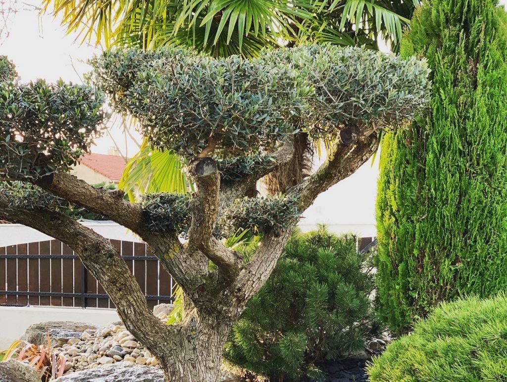 Grand arbres au centre d'un jardin devant un portail