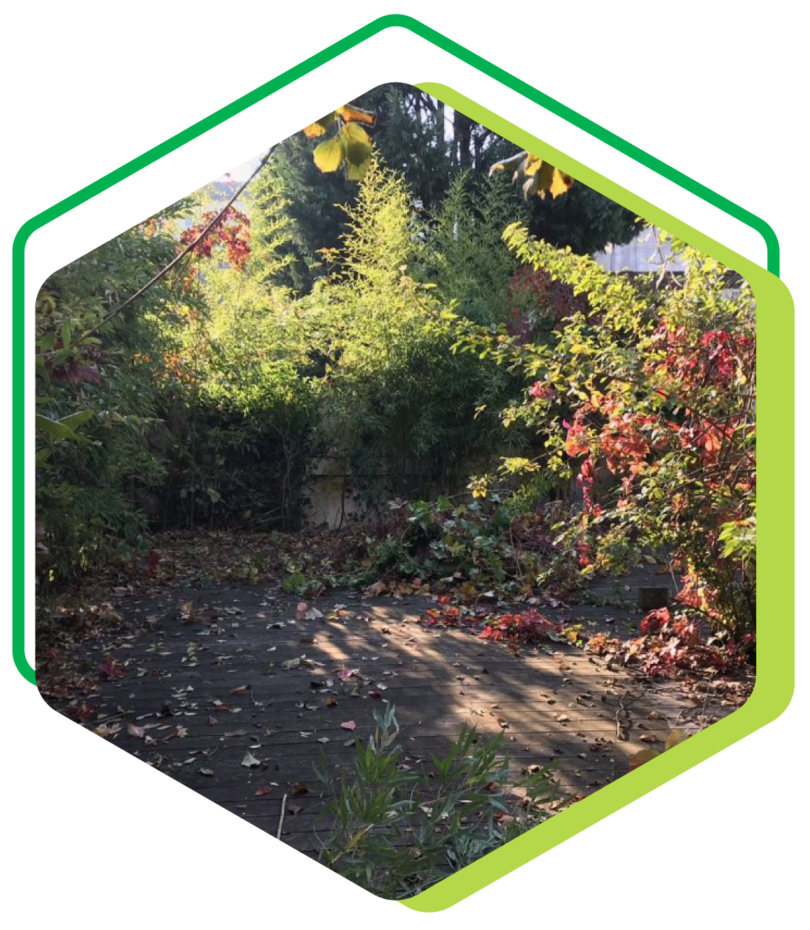 Terrain rempli d'arbres et feuilles tombé au sol