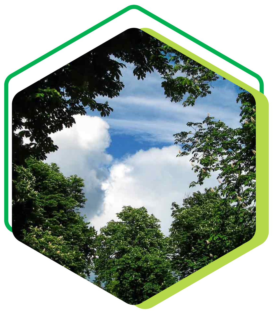 Vue de la cime des arbres