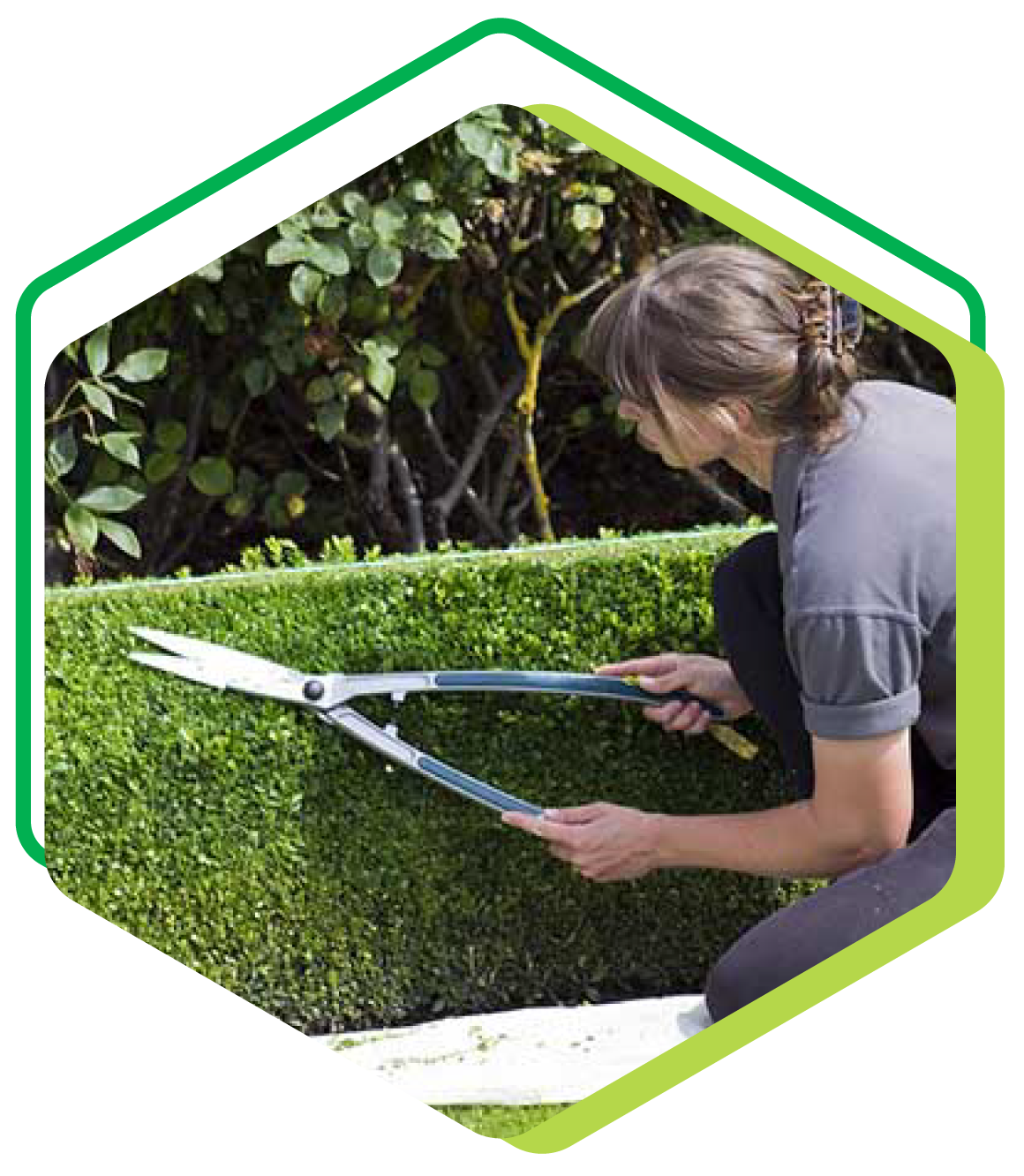 Une personne accroupie en train de tailler une haie