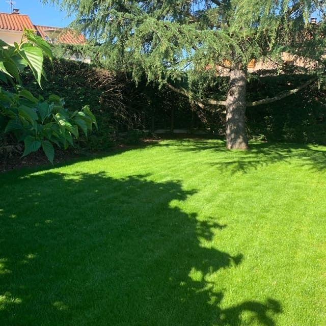 Grand espace vert au gazon tondu