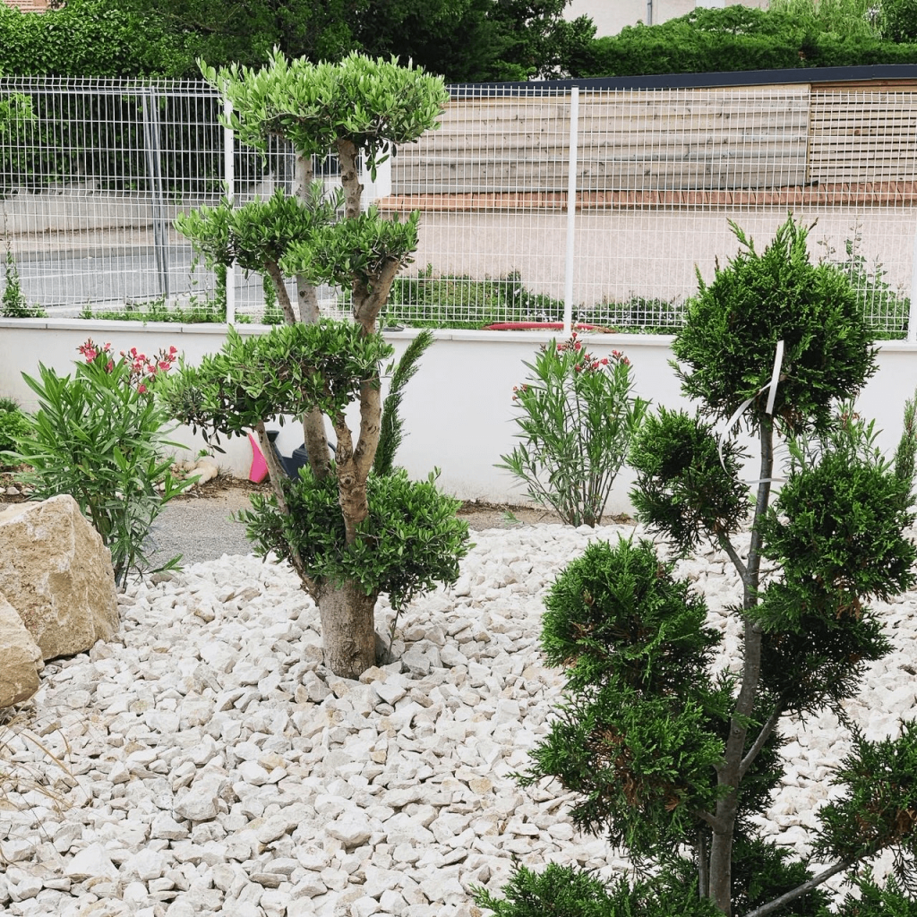 Plusieurs arbustes sur un terrain de pierres