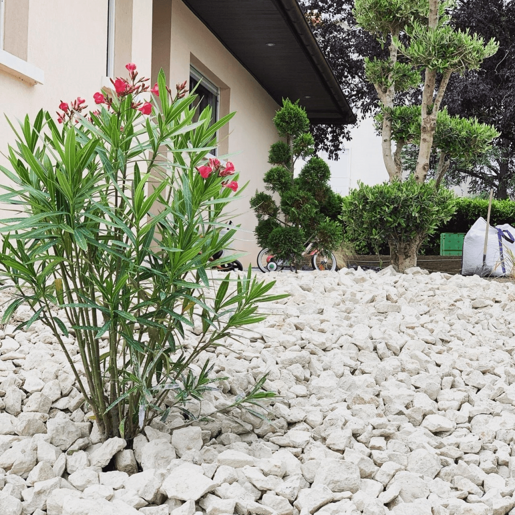 Arbuste en fleur sur un terrain de pierres