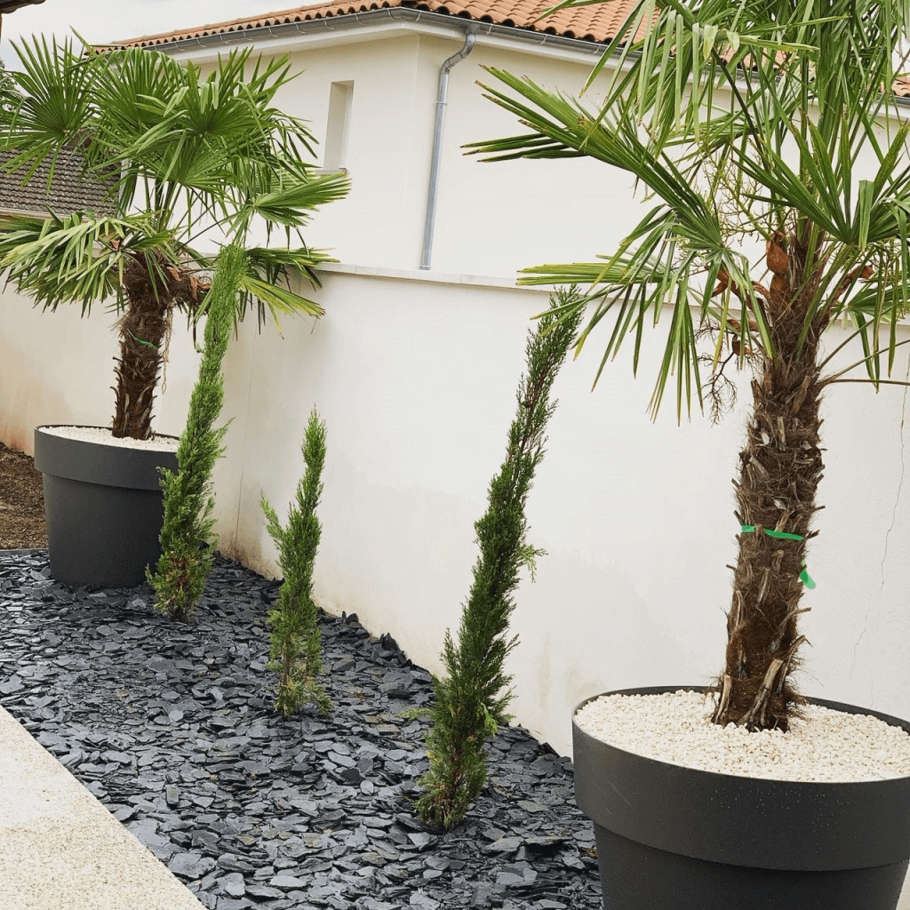 Petits arbuste le long d'un mur blanc