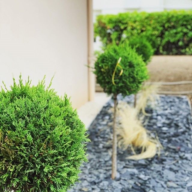 Petits arbustes de forme sphérique sur du paillage