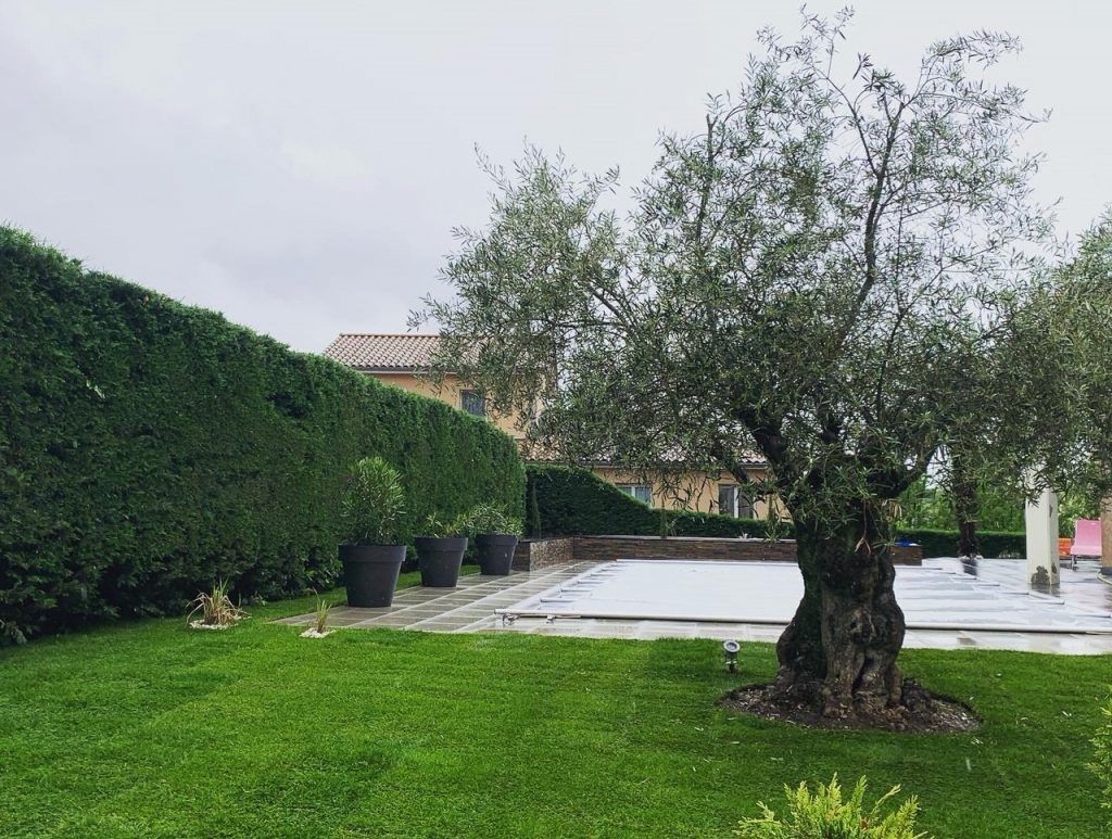 Grand arbre au centre d'un jardin chez un particulier