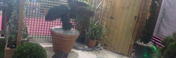 Petits arbuste dans des pots en céramique