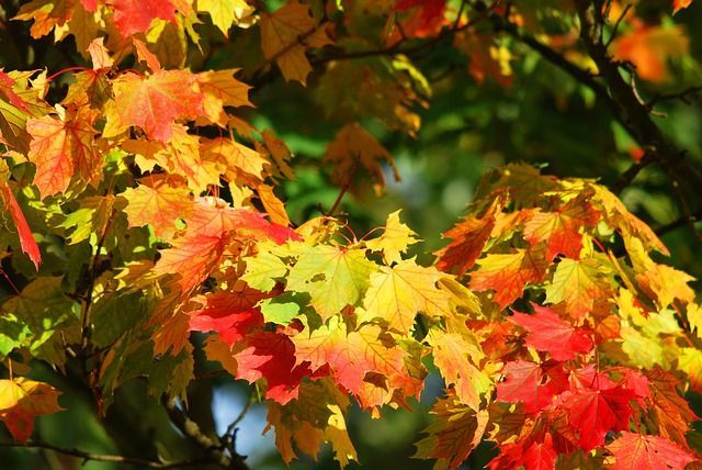 Feuilles d'un arbre aux couleurs rouge et jaune