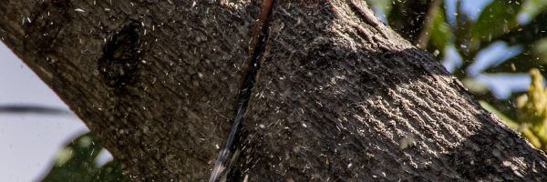 Coupe d'un tronc d'arbre par une tronçonneuse