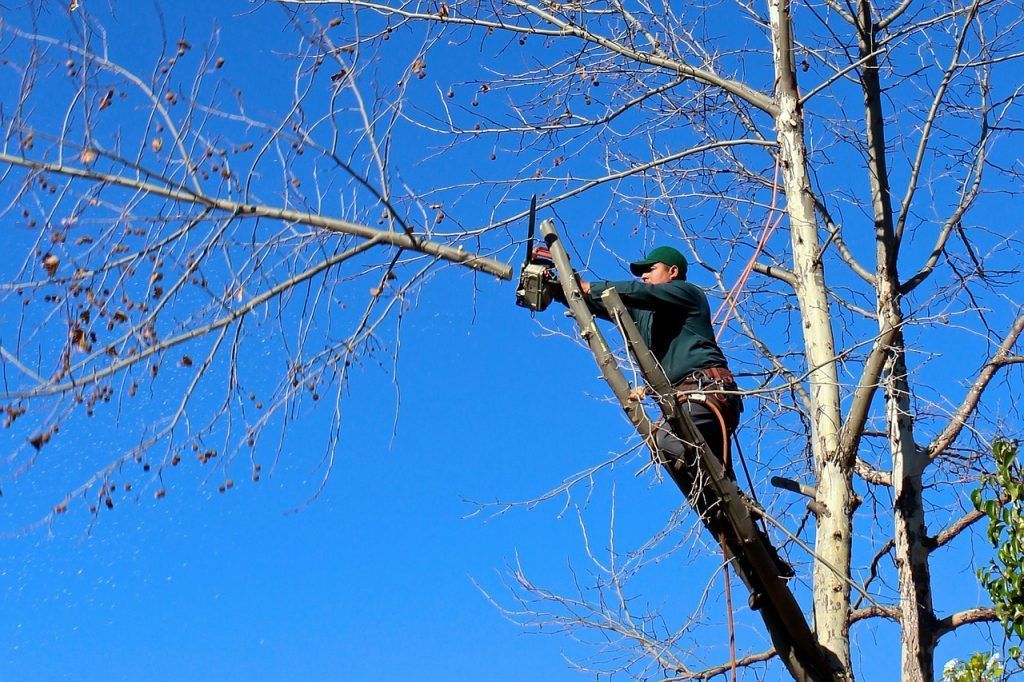 Une personne perchée dans un arbre vient de couper une branche d'arbre