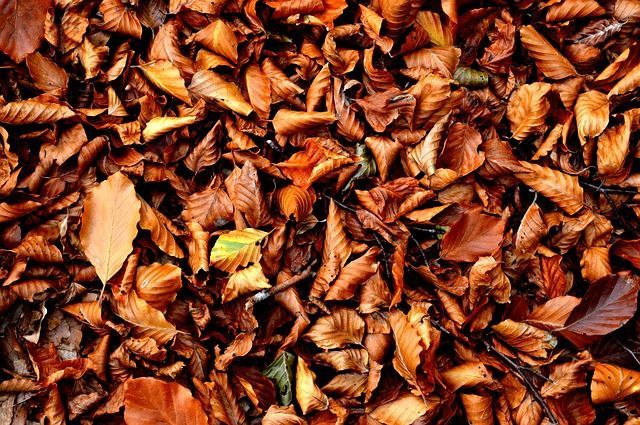 Tas de feuilles morte