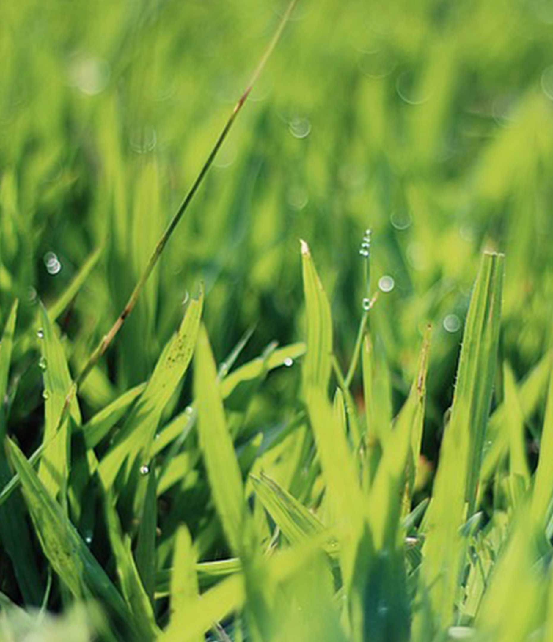 Brins d'herbe mouillés par l'eau