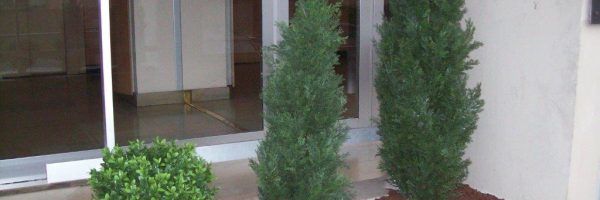 Trois petit arbustes