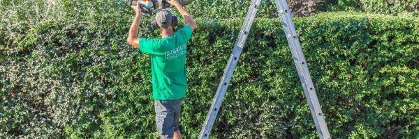 Une personne de dos à côté d'une échelle en train de tailler une haie