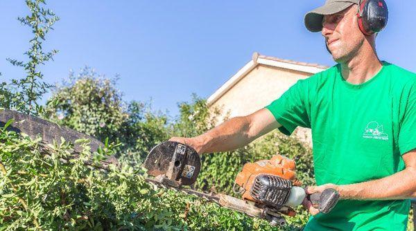 Une personne en train de tailler une haie
