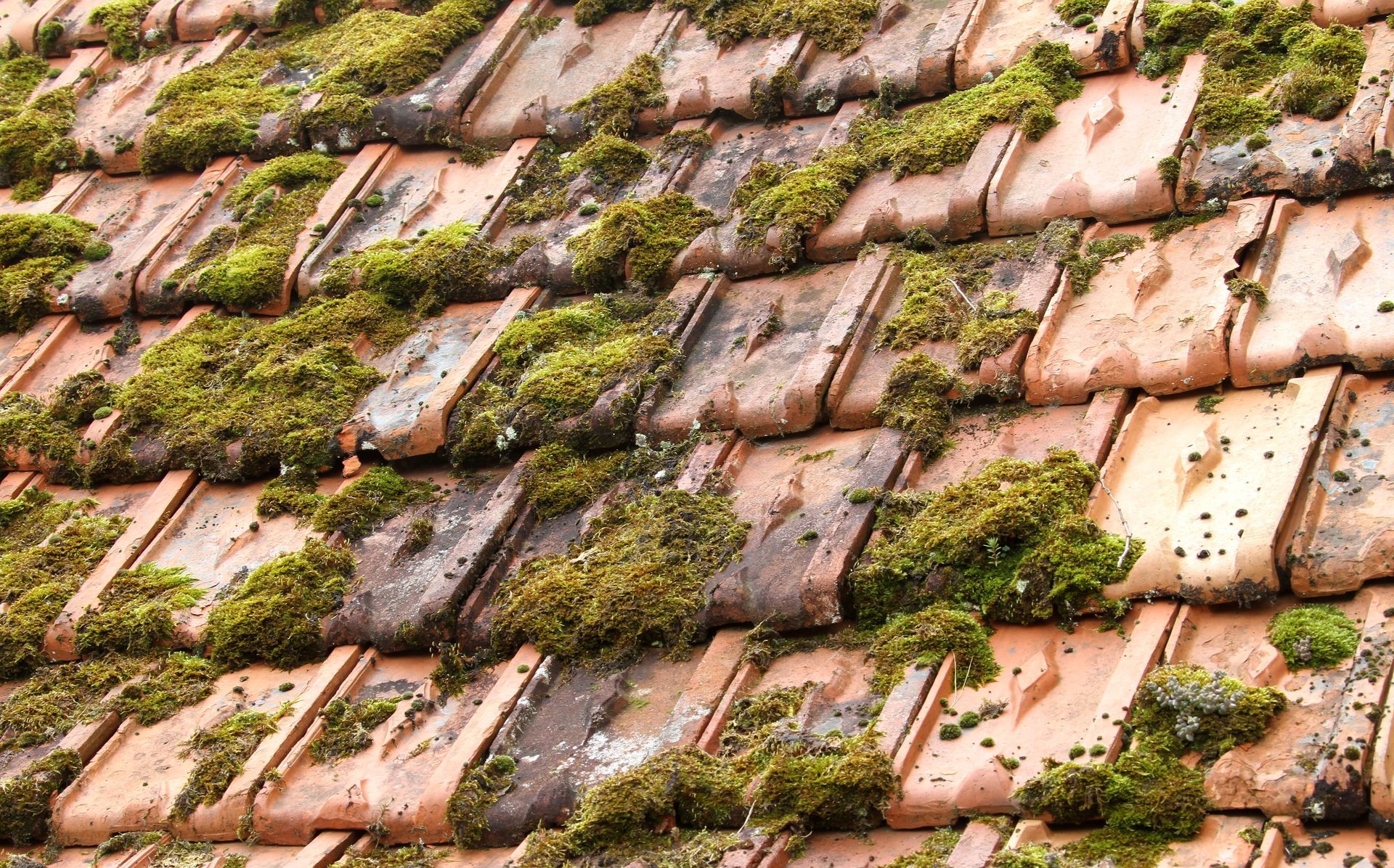 Gros plan sur un toit de tuiles rouges recouvert de mousse verte.