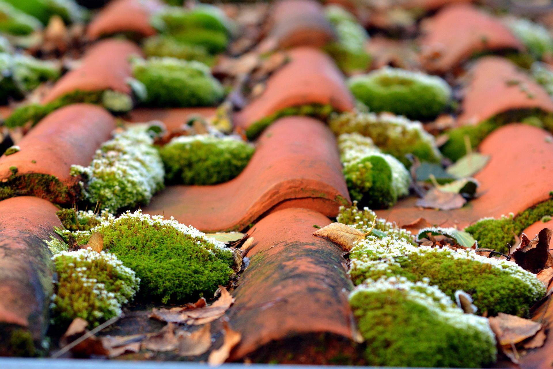 Tuiles de terre cuite rouge recouvertes de mousse verte.
