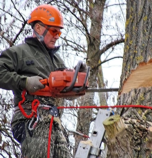 Homme sur une échelle qui tronçonne un arbre