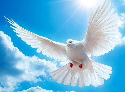 Una paloma blanca vuela en el cielo con sus alas abiertas.