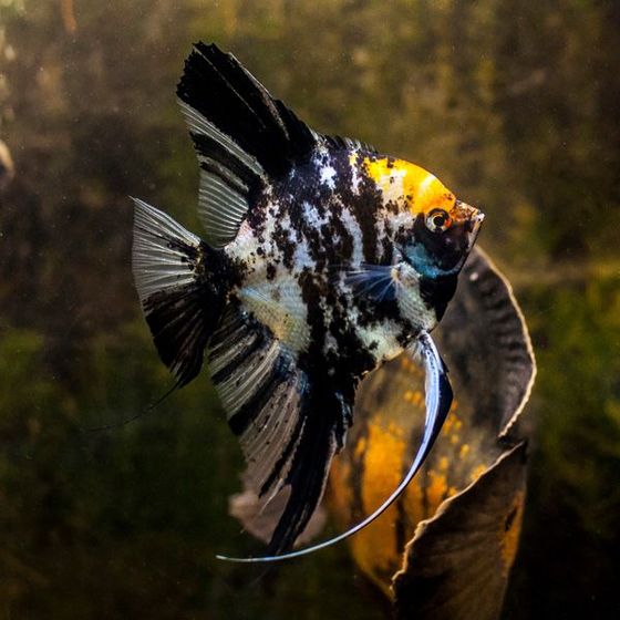 Un pez ángel blanco y negro con manchas naranjas en la cabeza, nadando en un acuario oscuro.