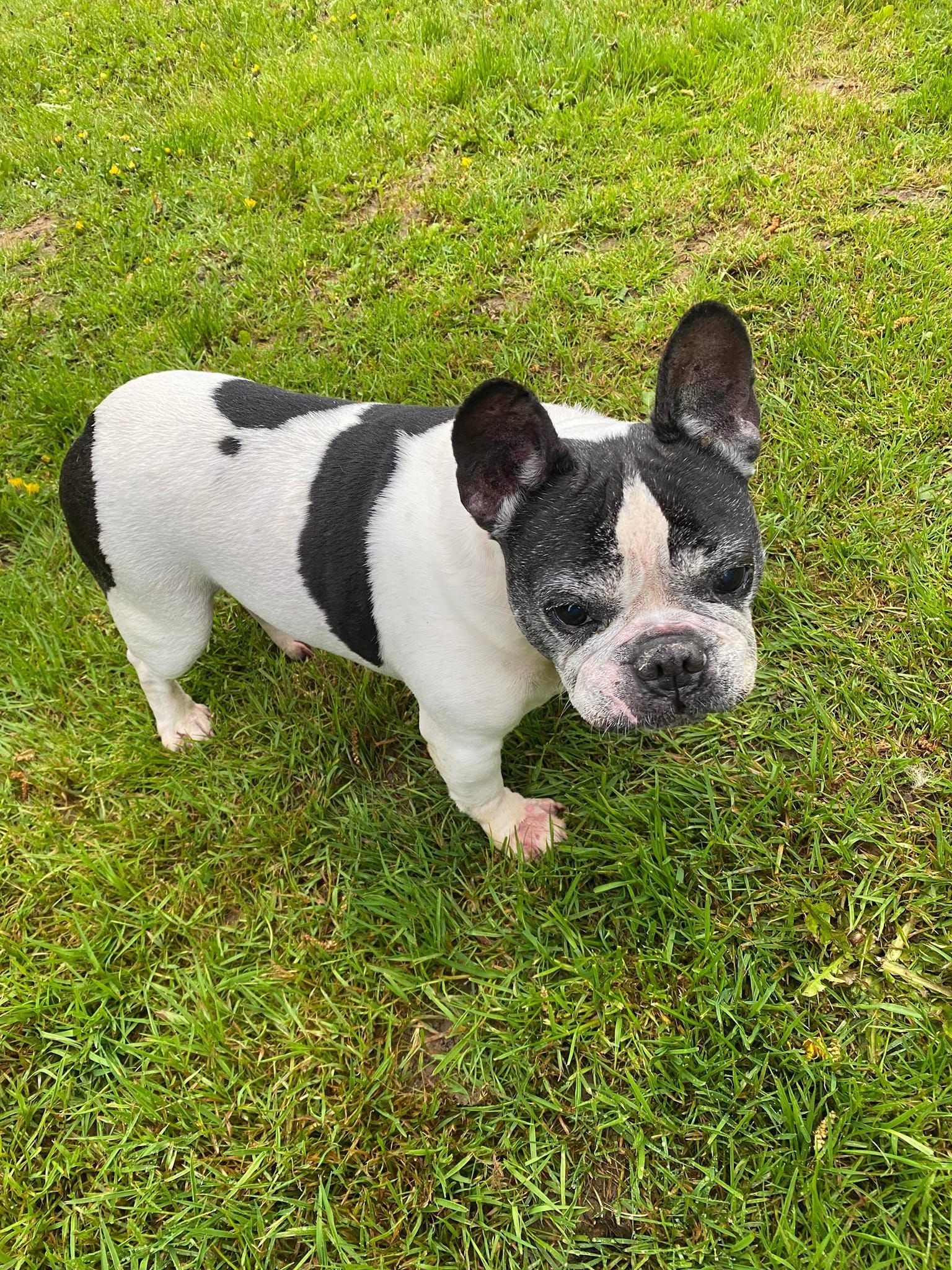 Chien sur la pelouse