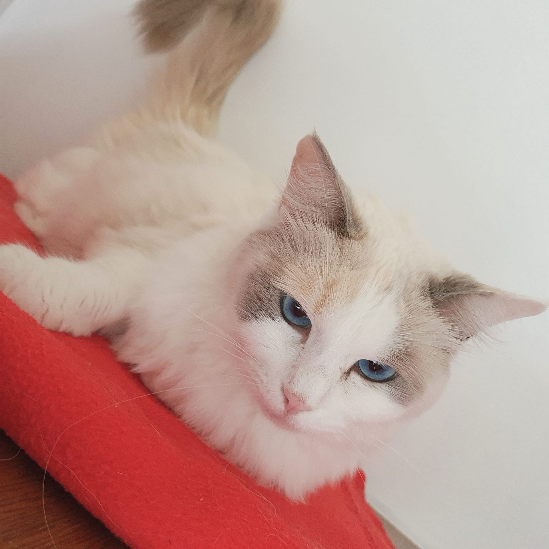 Chat aux yeux bleus